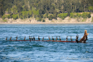 Pelagic Cormorants hitch a ride on floating Log