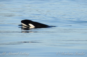 T18 Transient Orca commonly surfaces with her chin up