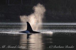 Transient Orca San Juan Island