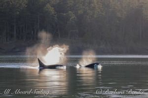 Transient Orca San Juan Island