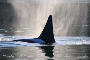 Transient Orca San Juan Island whale watching