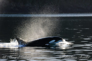 Transient Orca Whale watching San Juan Island