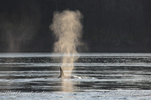 Transient Orca whale watching San Juan Island