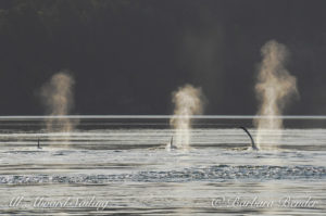 Transient Orca Whale Watching San Juan Island