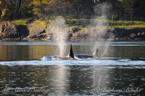 Transient Orca Whale watching San Juan Island