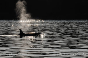 Transient Orca whale watching San Juan Island