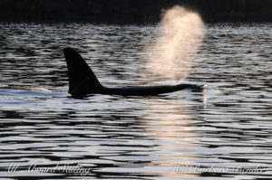 All Aboard Sailing Whale watching in the san Juan Islands