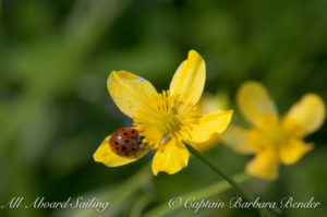 Lady Bird or Lady Bug on Buttercup