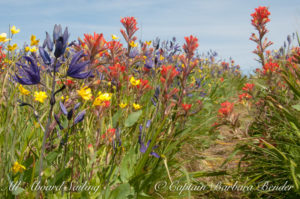 wildflowers of Yellow island Indian