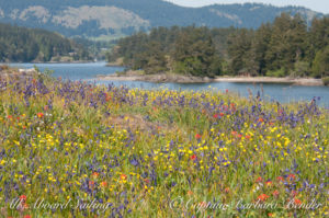 Wildflowers, Yellow island, Nature Conservancy protected San juan Islands