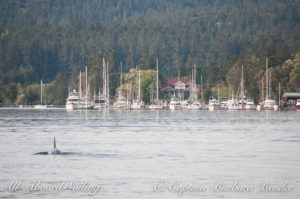 T49As Deer Harbor Orcas Island