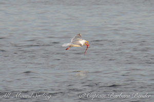 Gull grabbing a snack of seal meat