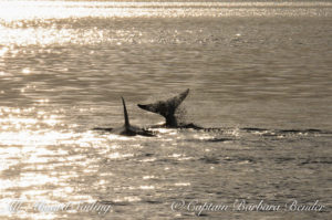 T49A4 and T49A3 hunt Harbor seals, Yellow island