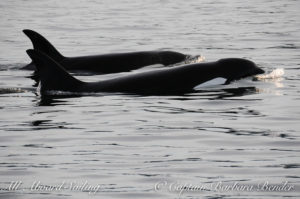 T49A3 with T49A Transient Orcas hunting harbor seals together