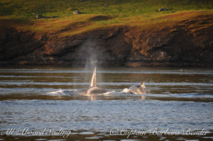 T49A1 and T49A4 racing towards Spieden Island and the Steller Sea Lions, San Juan Islands