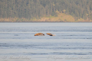 Sea lions fleeing from the Transient Orcas