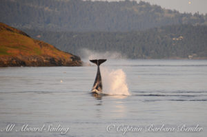 Transient Orcas Chasing after sea lions