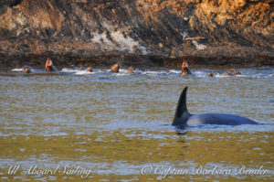 Transient Orcas T49A's watched closely by the sea lions