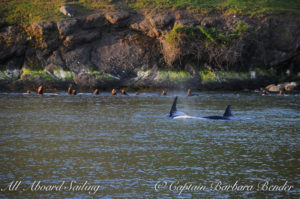 Transient Orcas T49A's watched closely by the sea lions, Speiden Island, San Juan Islands