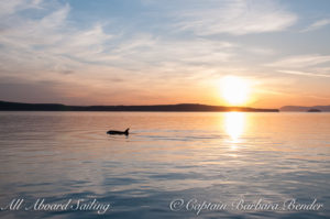 J47 "Notch". Sunset Whale watching sailing