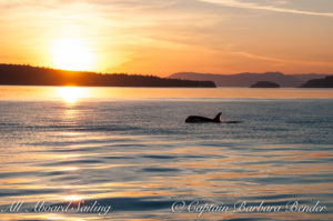 J47 "Notch". Sunset Whale watching sailing