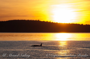 J47 "Notch". Sunset Whale watching sailing