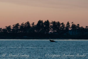 Orca breaches at Yellow Island