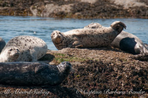 Harbor Seals