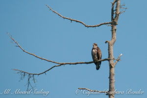 Juvenile Bald Eagle