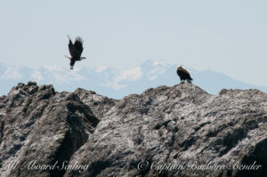 Bald eagles on Whale Rocks