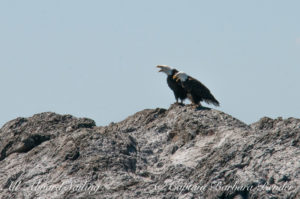 Bald Eagles calling together