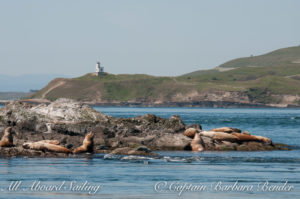 Stellar Sea Lions on Whale Rocks with Cattle Point Light house, San Juan Island