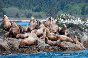 Stellar Sea Lions on Whale Rocks