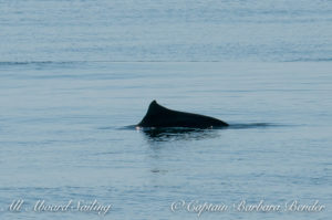 Hybrid Harbor/Dalls Porpoise