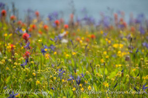 Wildflowers of Yellow Island