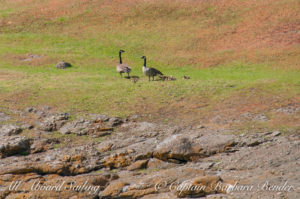 Geese and goslings