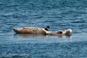 Harbor Seals