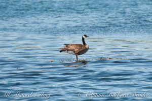 Canada Goose Walking on water