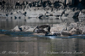 Harbor Seals, Cactus Islands