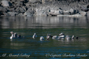 Harbor Seals, Cactus Islands. Drift Sailing in the San Juan Islands