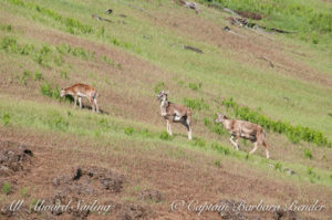 Mouflon Sheep, Spieden island