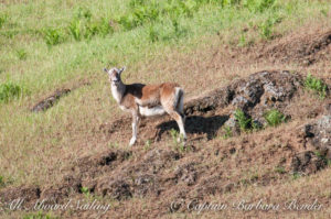 Mouflon Sheep