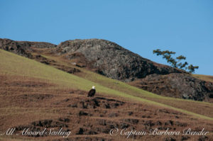 Bald Eagle, Spieden Island