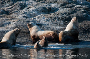 Stellar Sea Lions