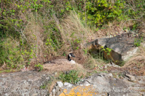 Canadian goose on nest on Flattop Island