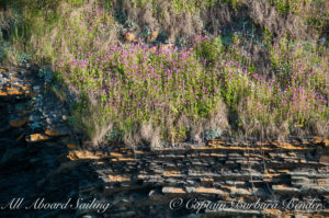 Wildflowers on layered rock on Flattop Island