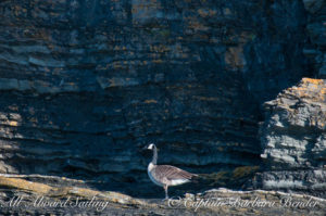 Canadian goose, Flattop Island