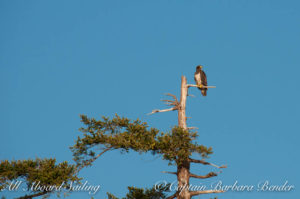 Immature bald eagle, Jones Island