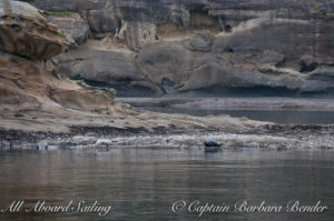 Harbor Seals