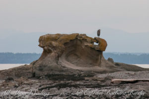 Great Blue Heron on Sucia Island sandstone rock formation